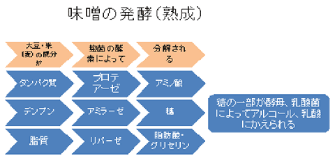 みその発酵